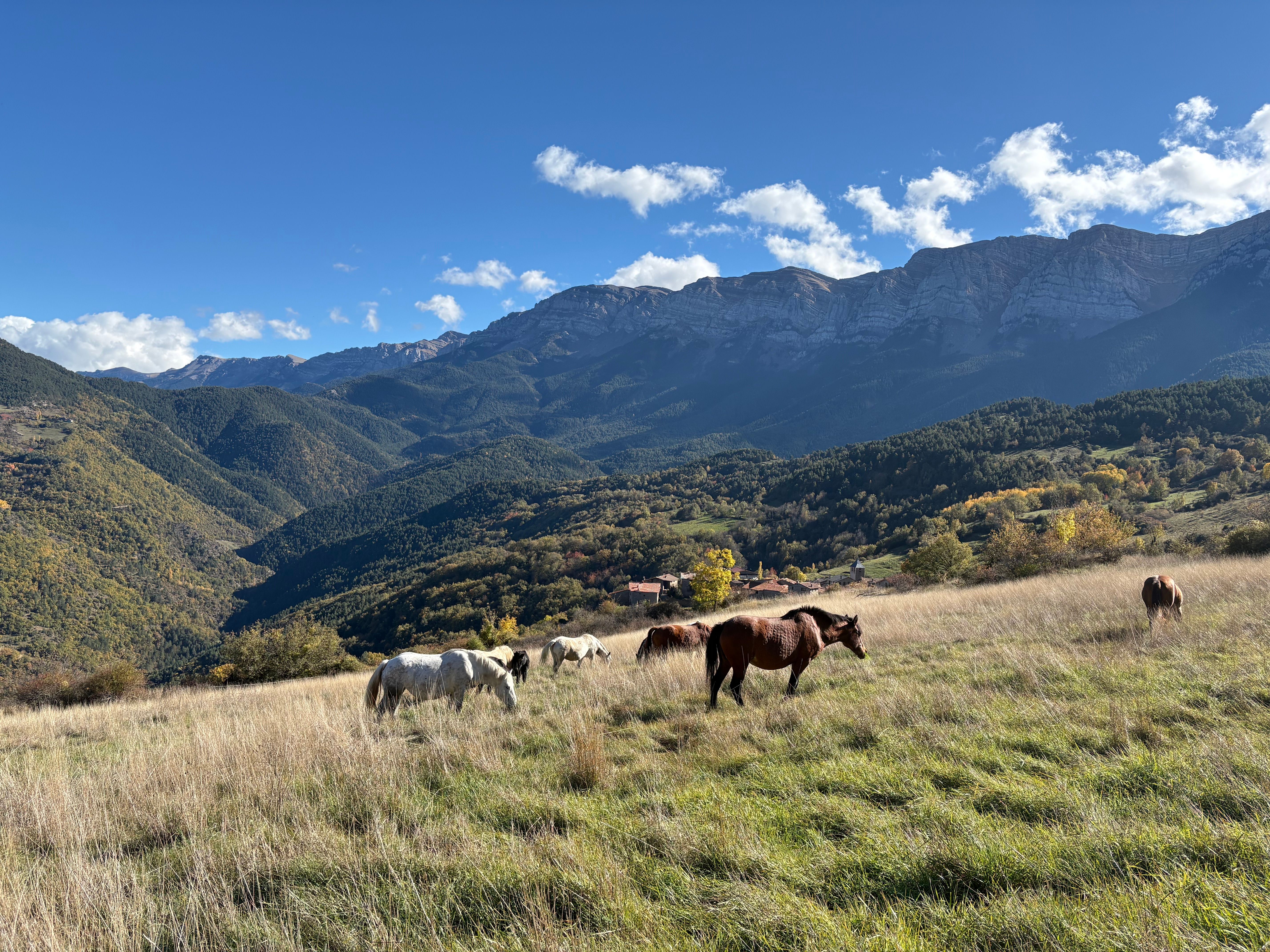 Ponis "Pottoka" en Cadí