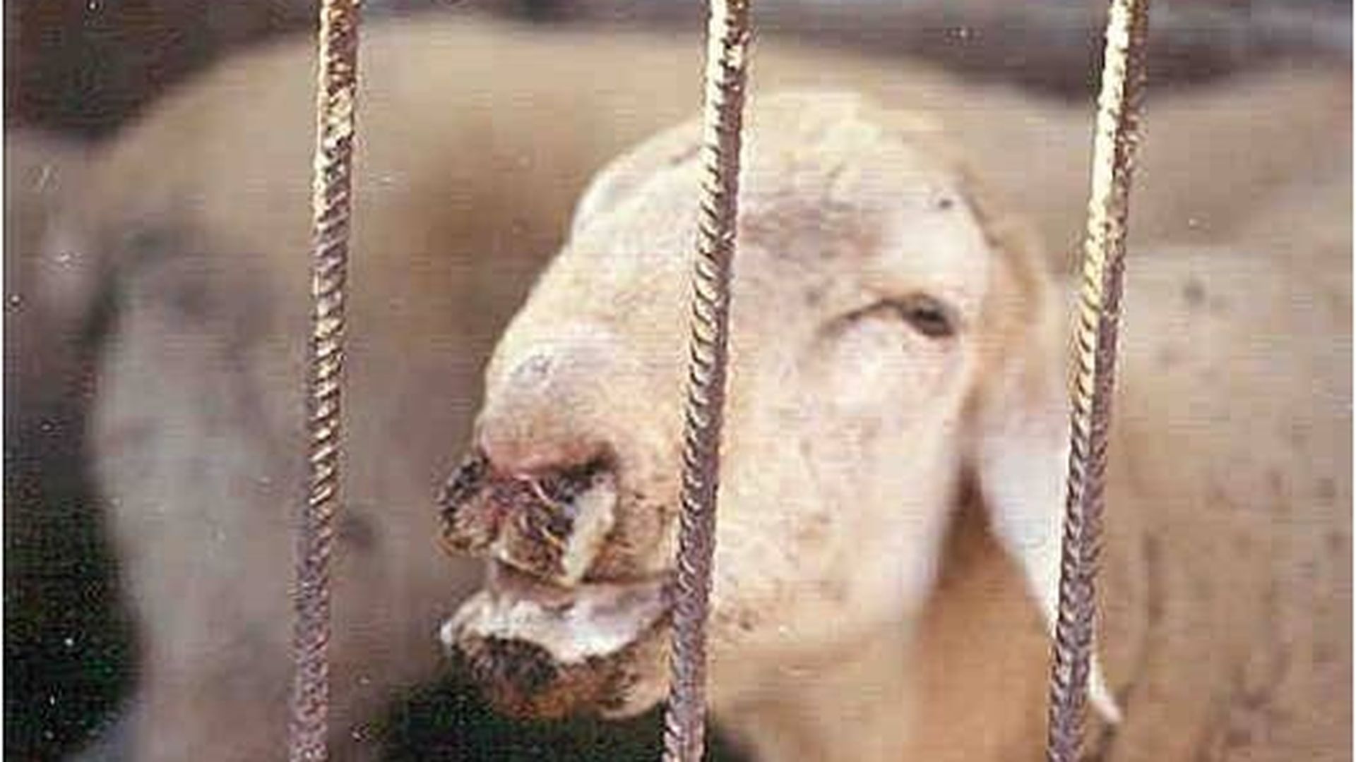 Detectado un foco de lengua azul en Tineo, en Asturias: dos animales afectados de una explotación ganadera de bovino Detectado un foco de lengua azul en Tineo, en Asturias: dos animales afectados de una explotación ganadera de bovino