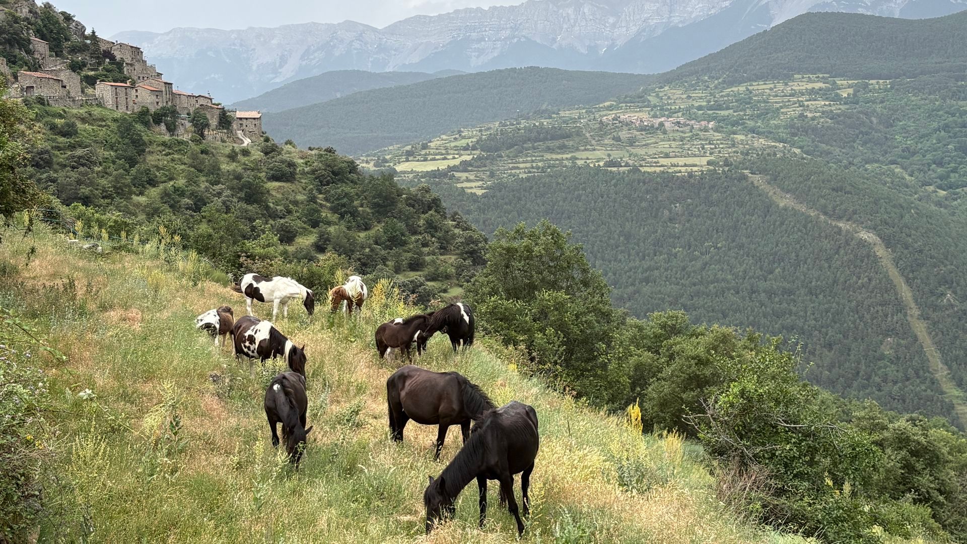 Ponis pottoka en Aristot Ponis pottoka en Aristot