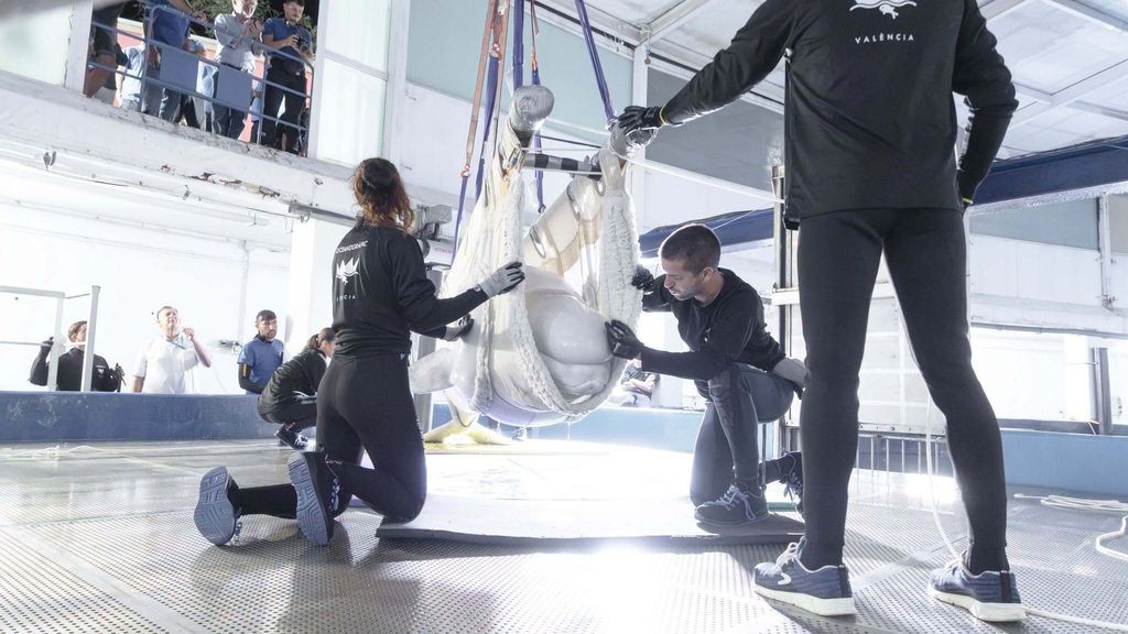 Dos belugas y cuatro delfines rescatados de Canadá llegan al Oceanogràfic de Valencia para evitar su sacrificio: "Es un hito"