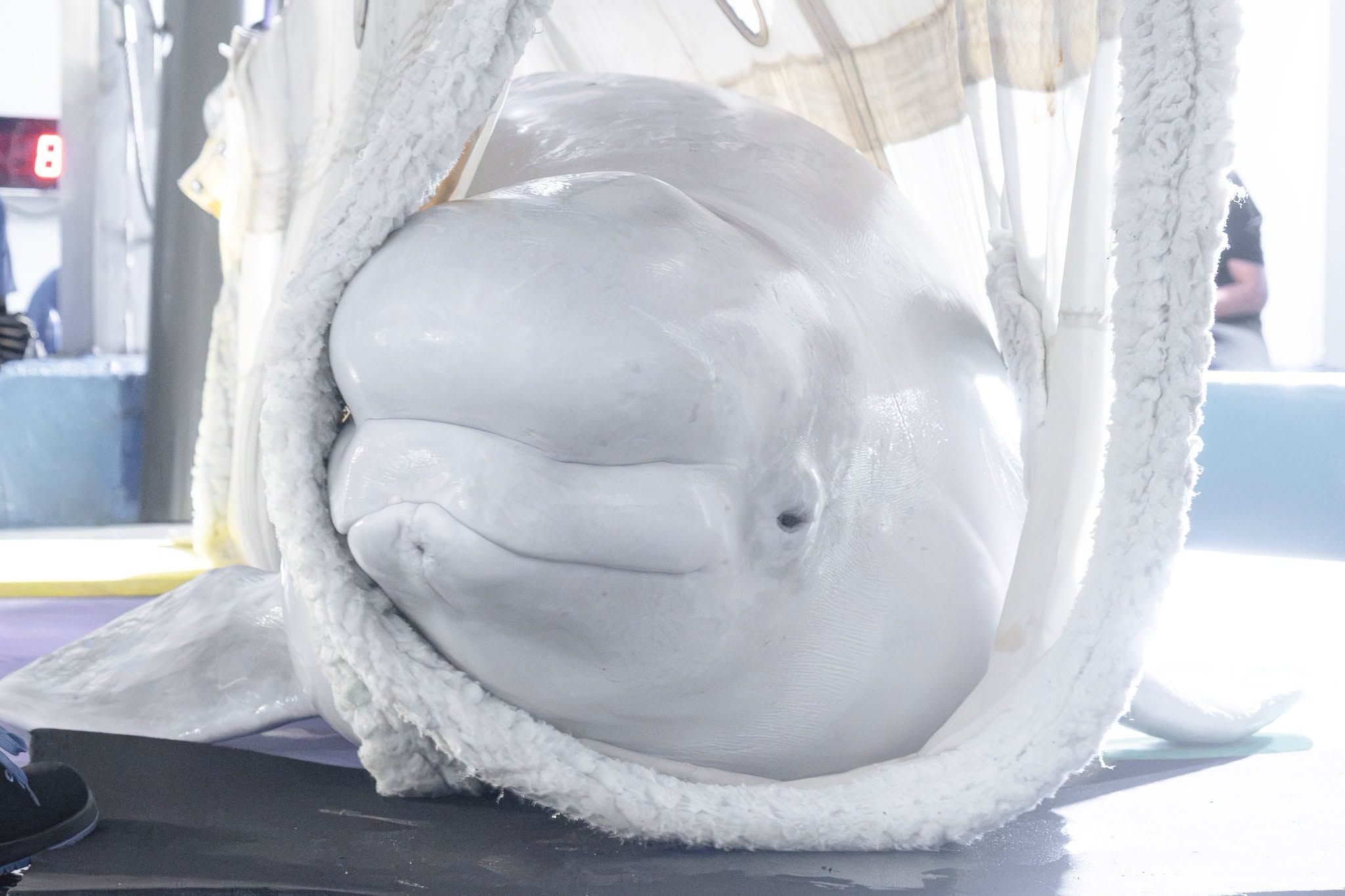 Una de las belugas que ha llegado desde Canadá