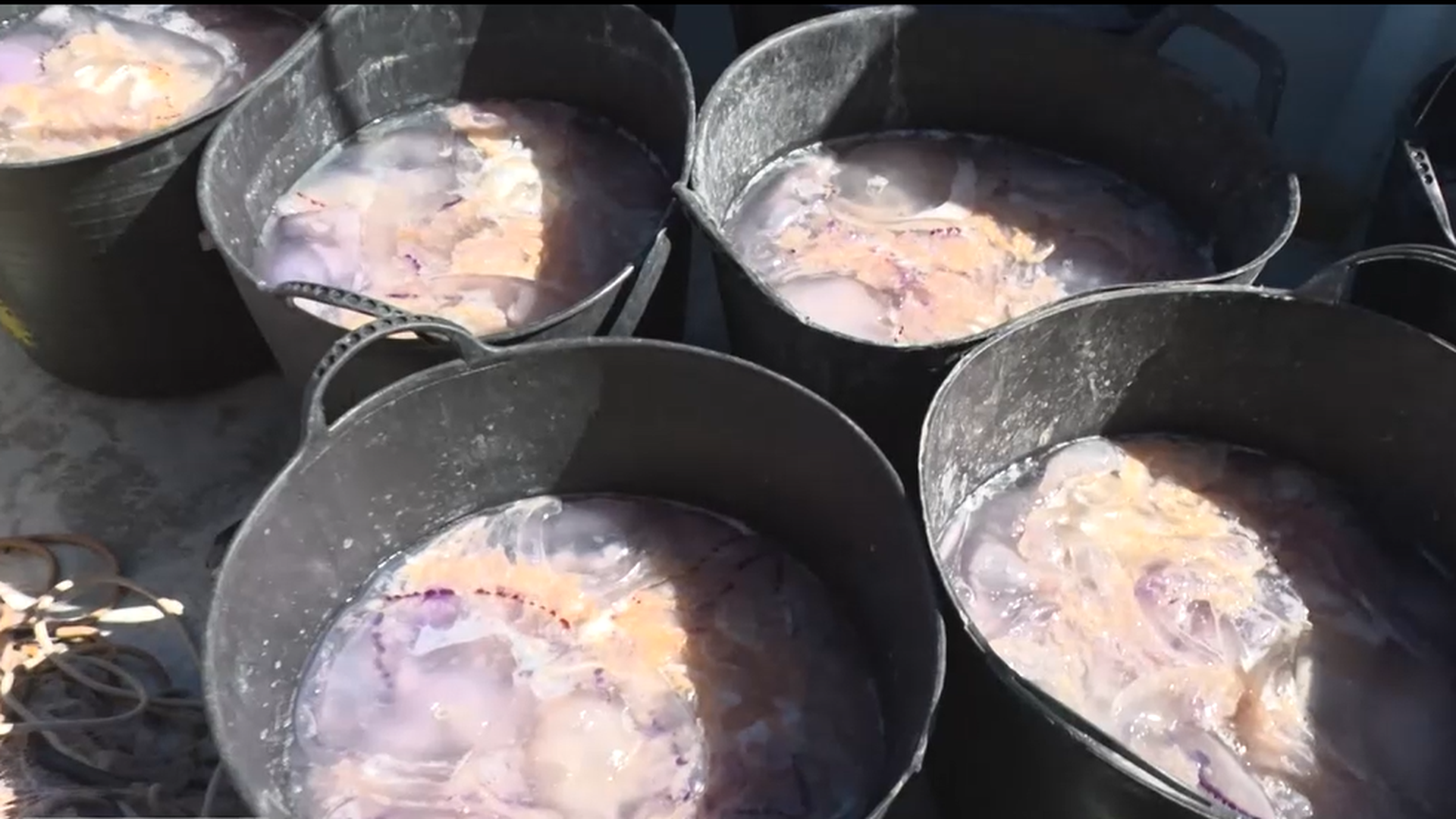 Los pesqueros de Gandía salen al mar para retirar más de 450 kilos de medusas de sus playas