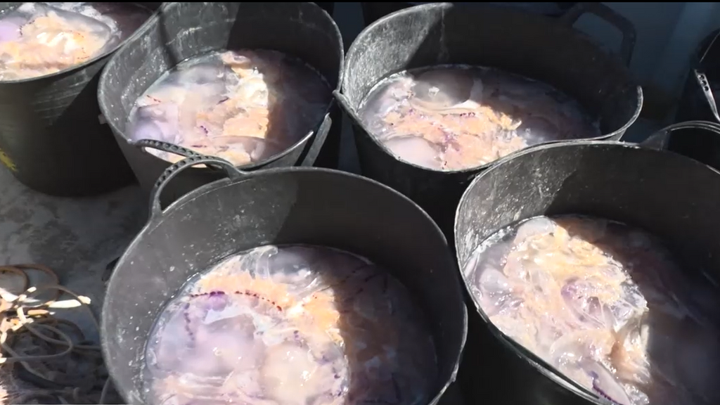 Los pesqueros de Gandía salen al mar para retirar más de 450 kilos de medusas de sus playas