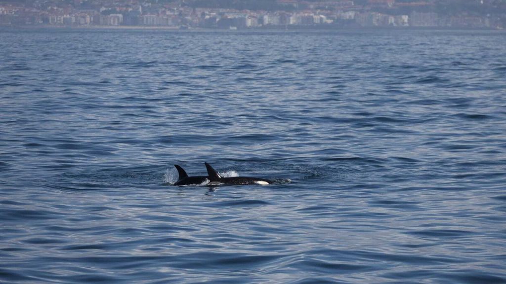 Identifican a la abuela Toñi entre las orcas que este domingo interactuaron con varios veleros en la costa gallega