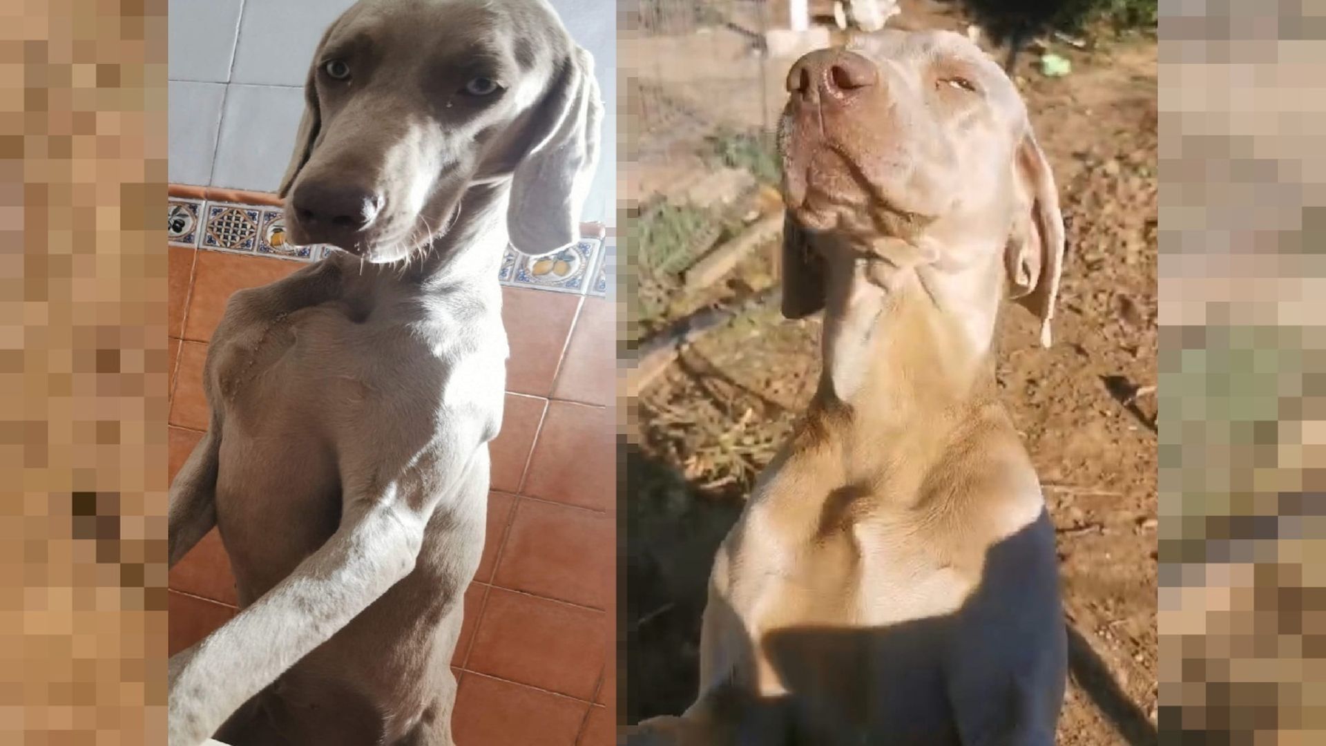 Tosa, perra desaparecida en San Juan del Puerto, Huelva Tosa, perra desaparecida en San Juan del Puerto, Huelva