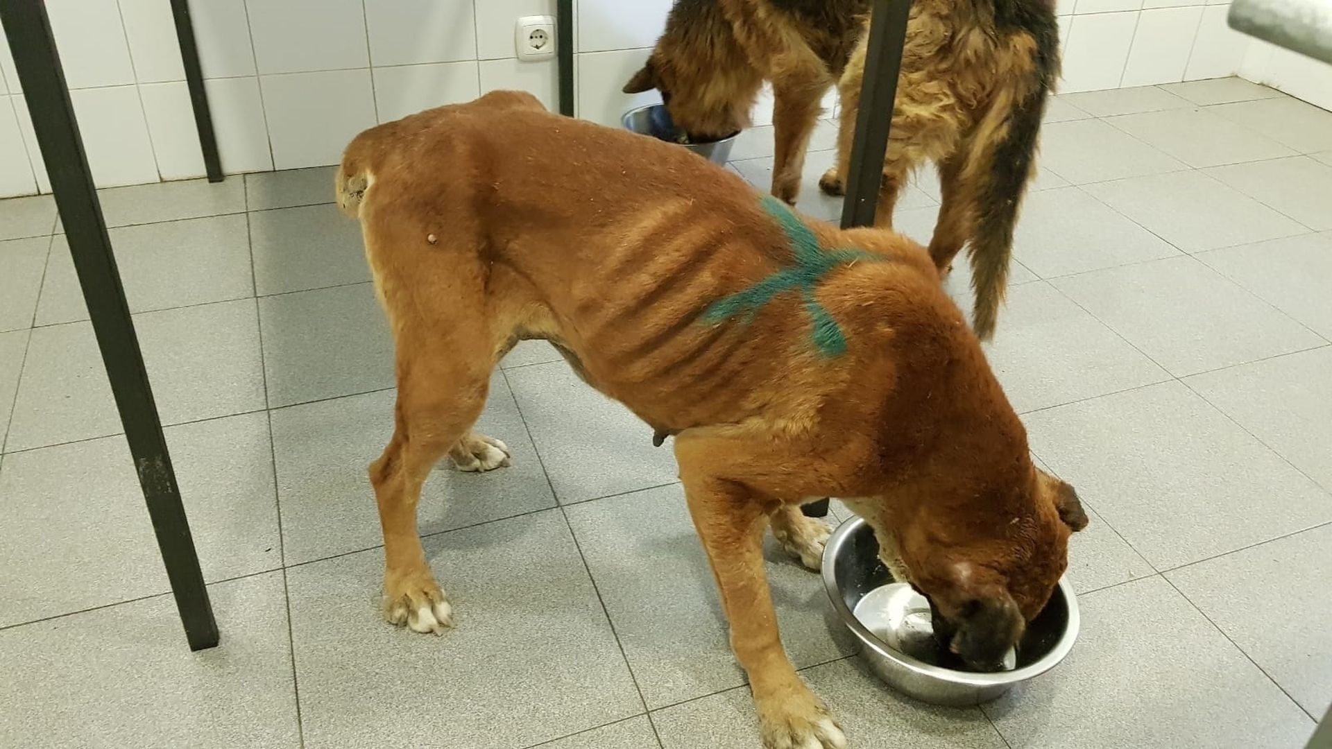 Uno de los perros incautados por el Seprona