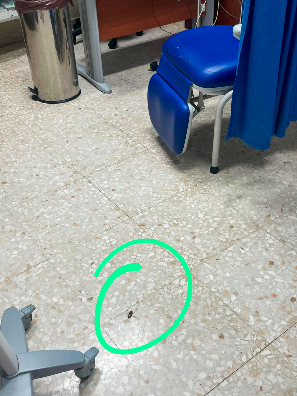 Cucaracha en una sala del centro de salud