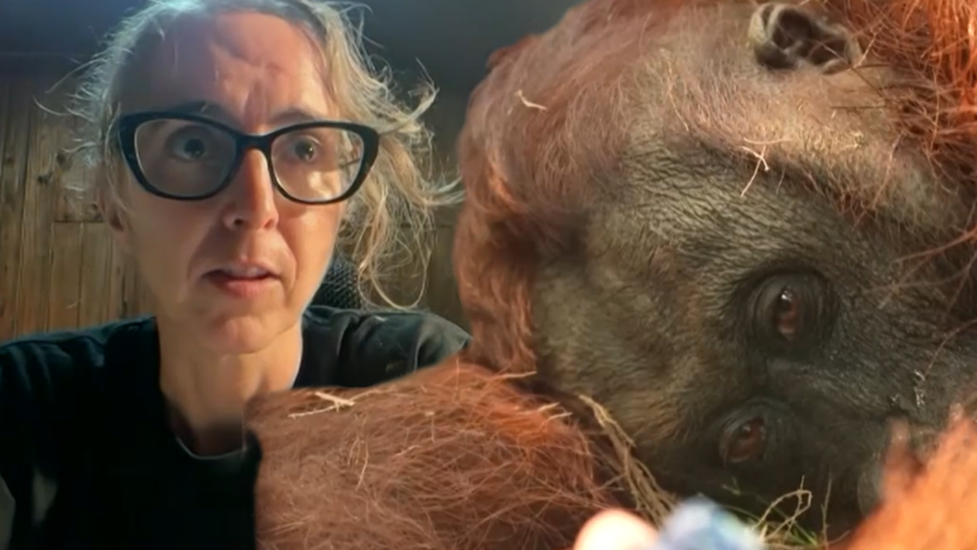 La española Karmele Llano salva a un orangután al borde de la muerte por los incendios en la isla de Borneo: "El humo es muy tóxico" La española Karmele Llano salva a un orangután al borde de la muerte por los incendios en la isla de Borneo: "El humo es muy tóxico"