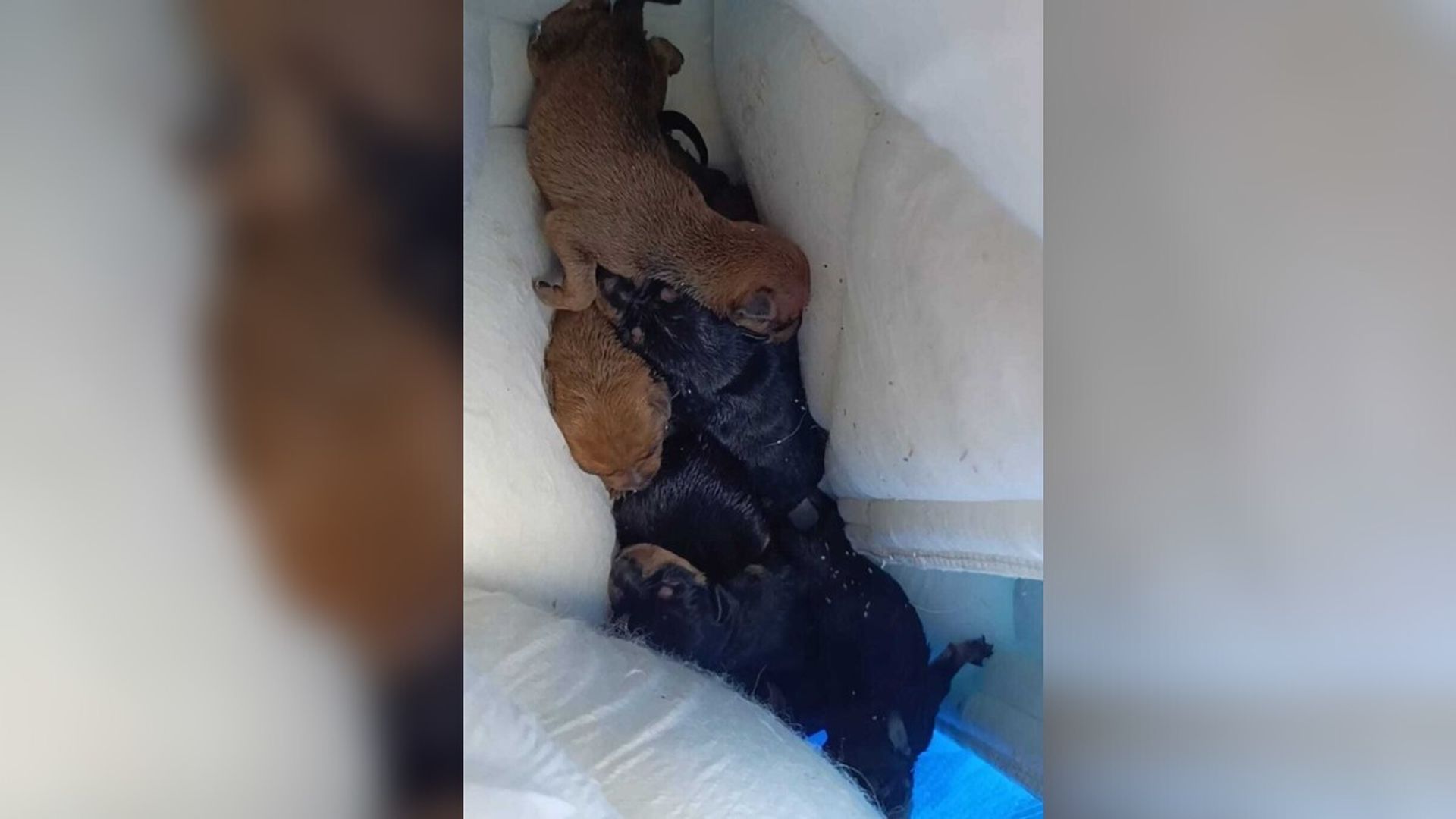 Sólo cuatro de ellos lograron sobrevivir y están en una casa de acogida Sólo cuatro de ellos lograron sobrevivir y están en una casa de acogida
