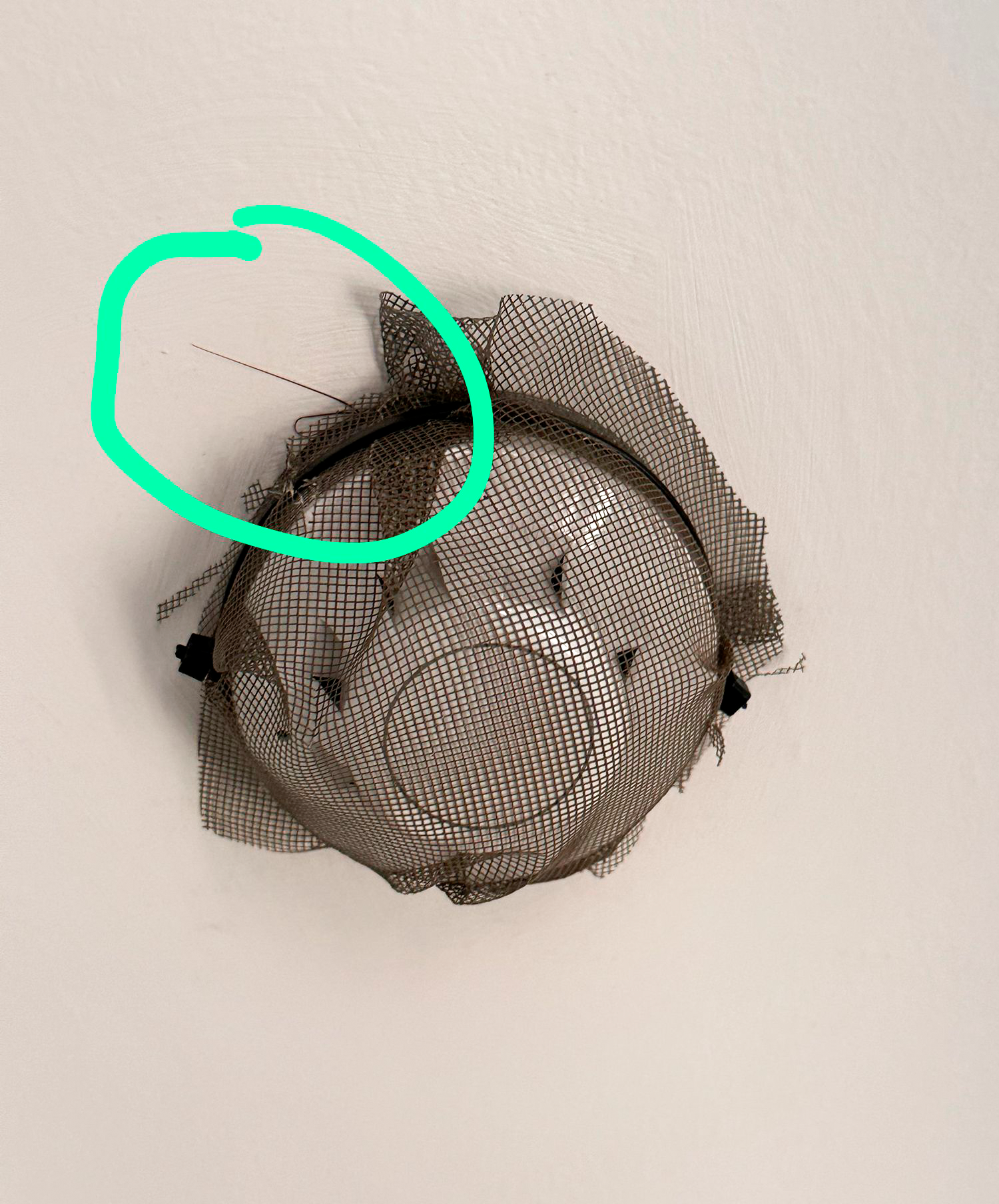 Una cucaracha dentro de un detector de humo
