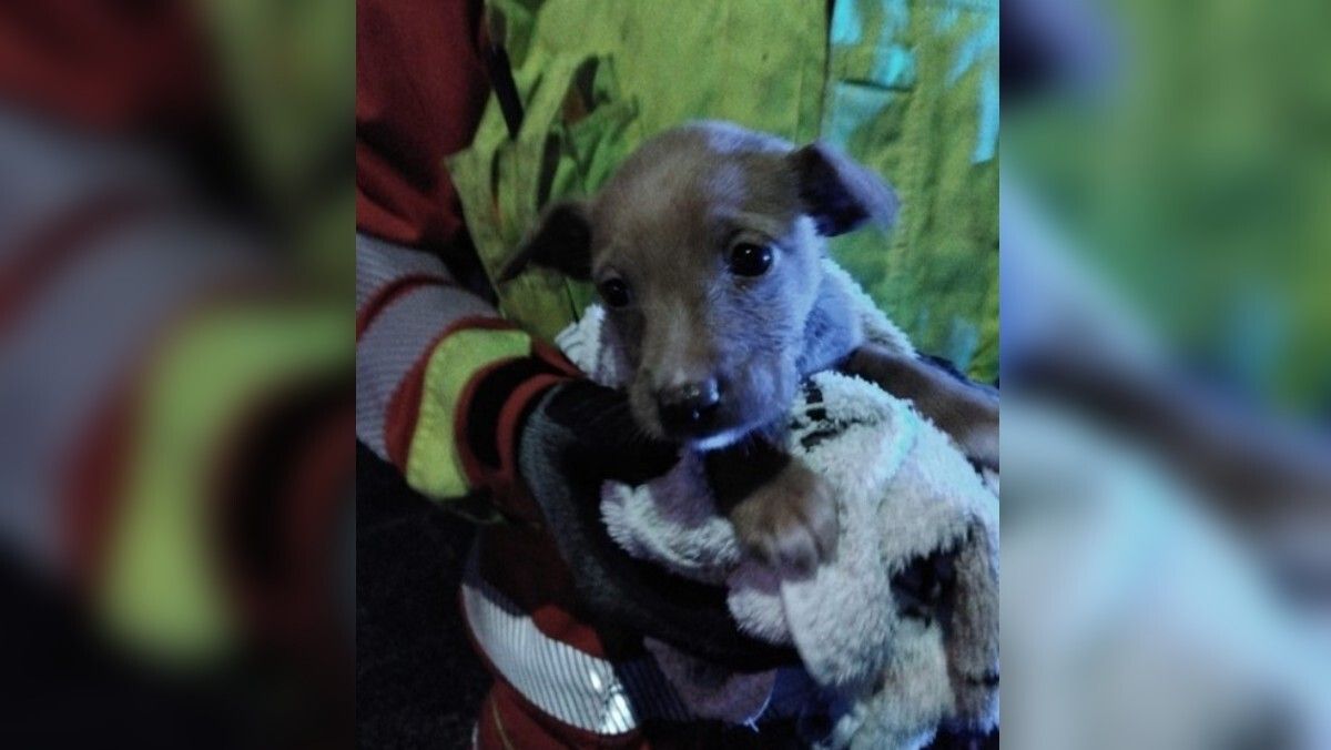 La perrita, de un mes de vida, ha sido bautizada como Arqueta tras el incidente