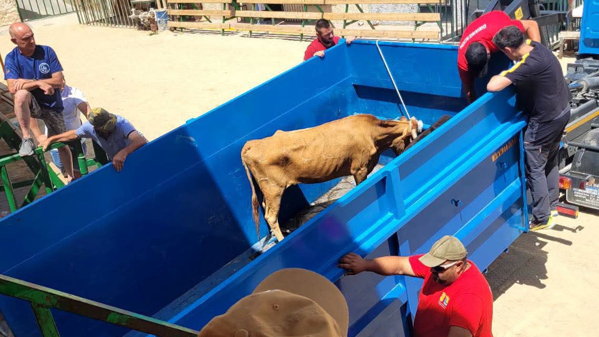Denuncian maltrato a una vaquilla desnutrida en las fiestas de Santiago-Pontonés, Jaén: "'¡Déjenlas en paz!"