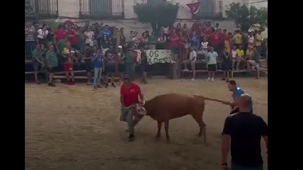 Denuncian maltrato a una vaquilla desnutrida en las fiestas de Santiago-Pontonés, Jaén: "'¡Déjenlas en paz!"
