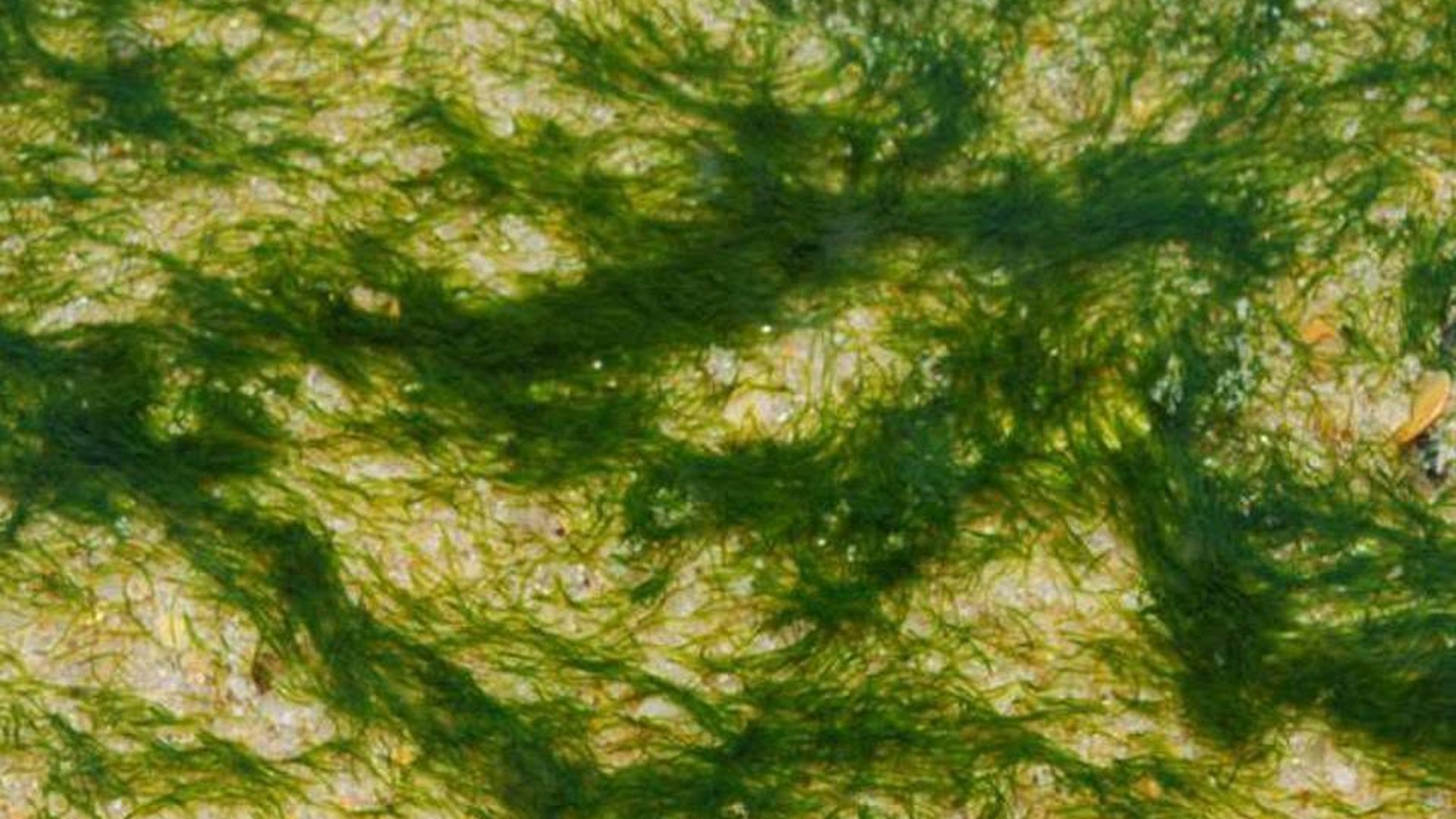 Misteriosas manchas verdes se mueven en las playas de Huelva: parecen algas, pero son millones de gusanos