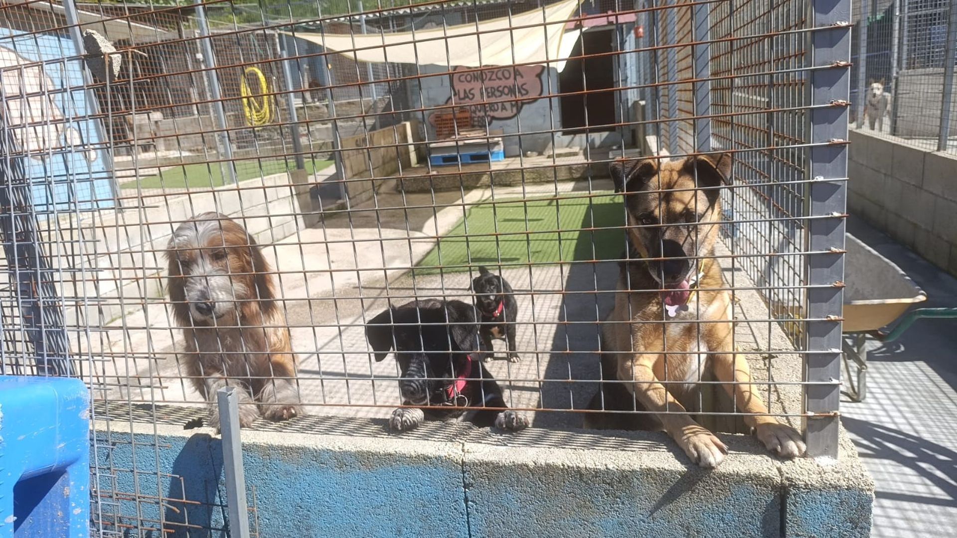 La protectora cierra las puertas a nuevas entradas de animales que no sean de los Concellos de Moaña, Cangas y Bueu. La protectora cierra las puertas a nuevas entradas de animales que no sean de los Concellos de Moaña, Cangas y Bueu.