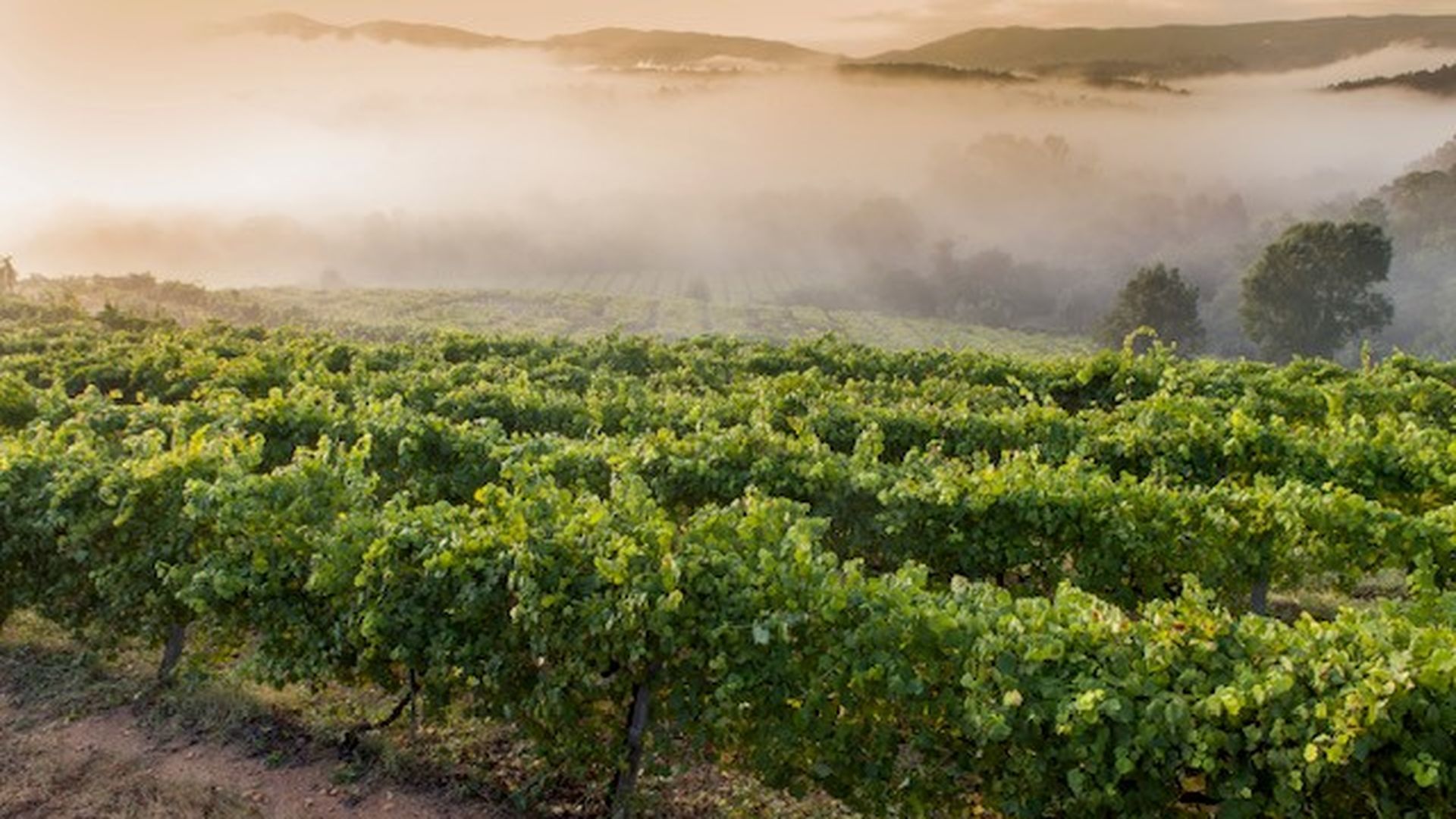 Las uvas proceden de ocho parcelas seleccionadas de la propiedad.