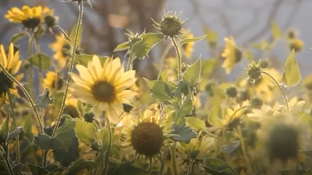 Imanol y Lorea crean una floristería en un jardín al centro del campo de Beget, una masía de 20 habitantes
