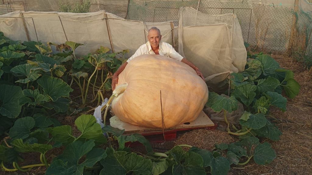 La impresionante calabaza de 370 kilos cultivada en Puerto Real que ha terminado repartida en un comedor social de Cádiz