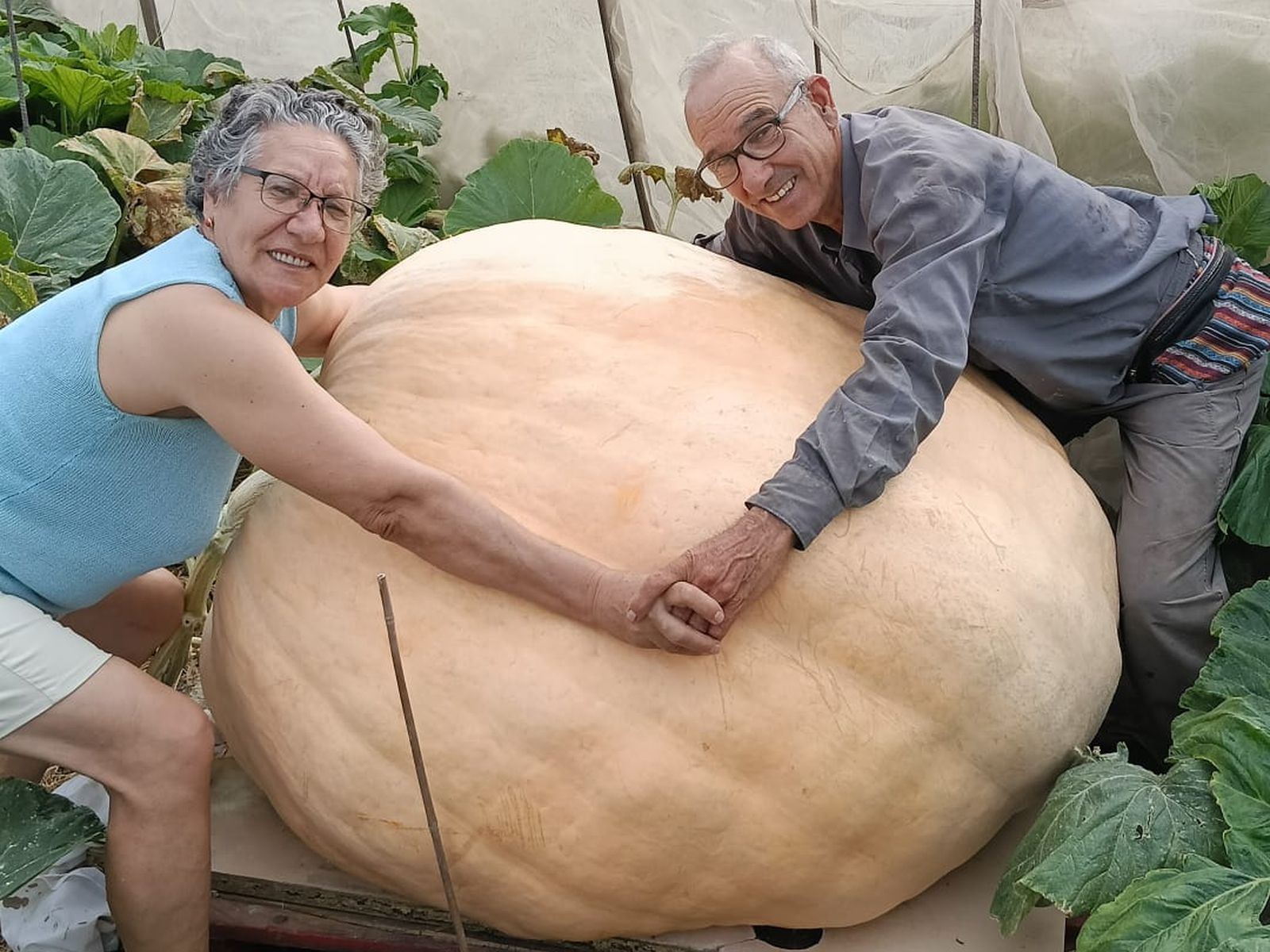 'Qué barbaridad': La impresionante calabaza de 370 kilos cultivada en Puerto Real que ha terminado repartida en un comedor social de Cádiz