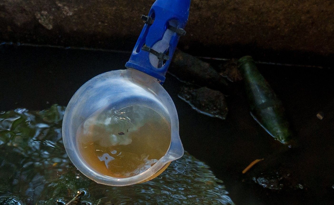 Recogida de muestras en agua para analizar presencia del virus