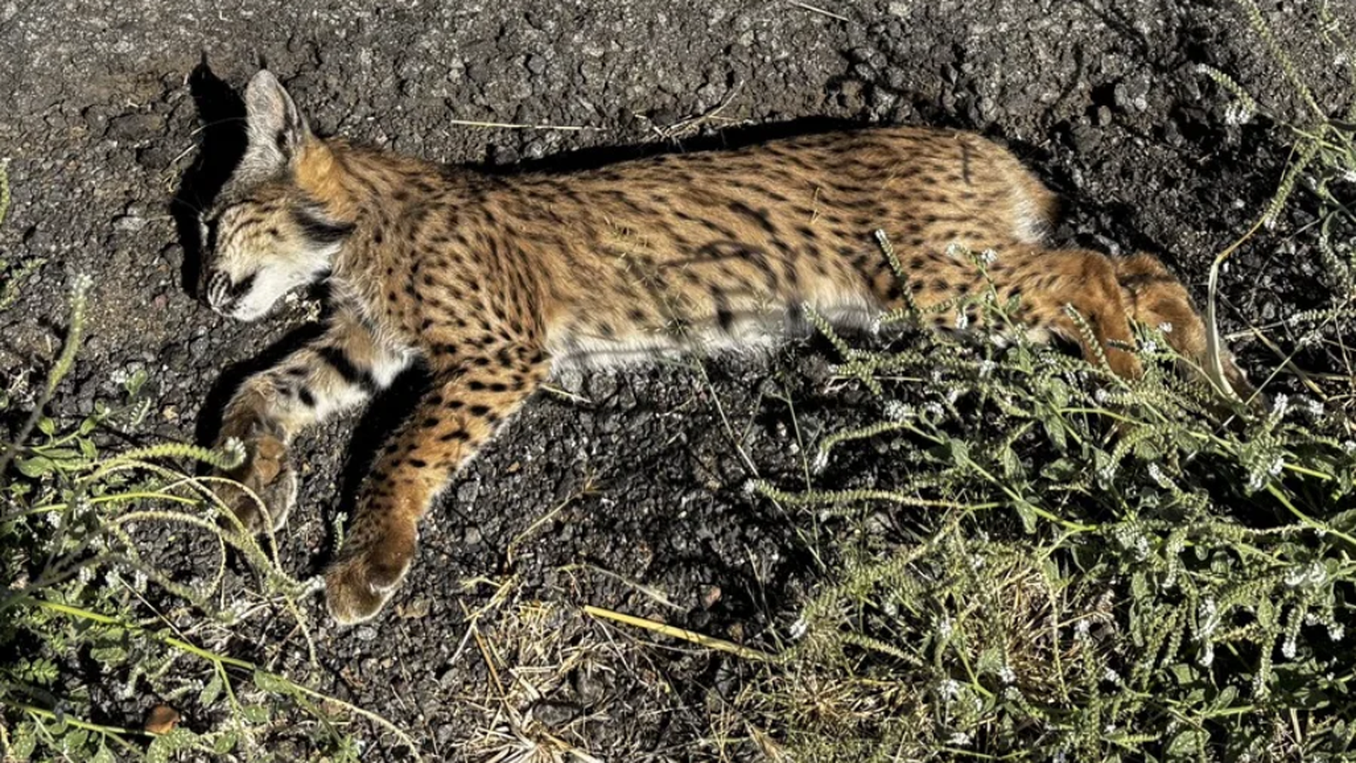Muere atropellado un cachorro de lince ibérico en Ciudad Real Muere atropellado un cachorro de lince ibérico en Ciudad Real