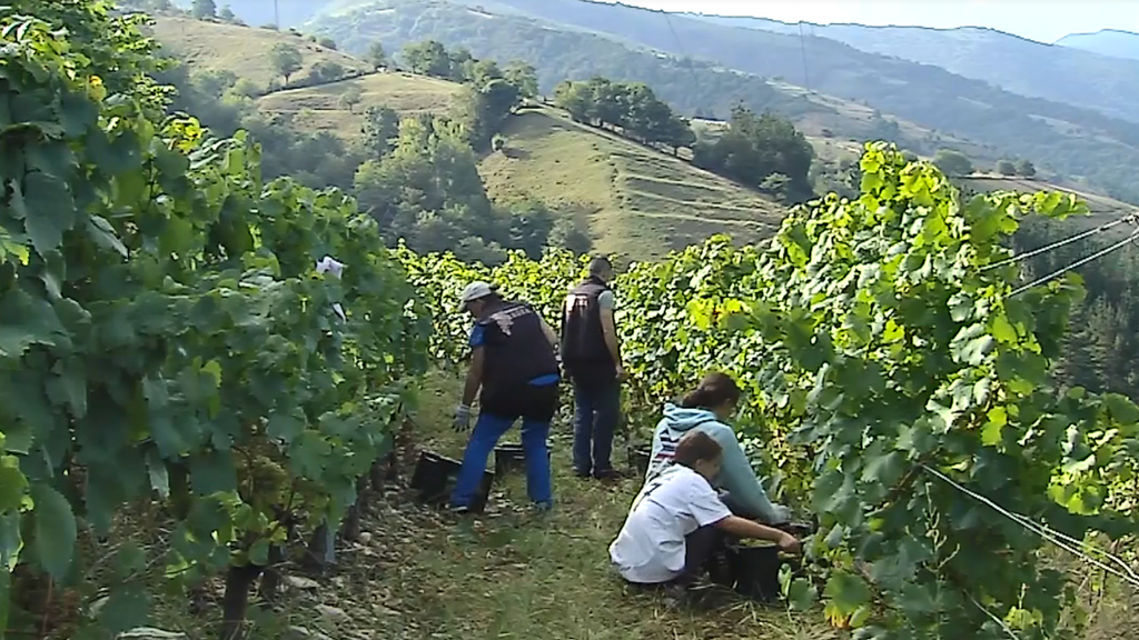 Viticultora heroica, una manera de ser y de hacer viñedo en la alta montaña asturiana