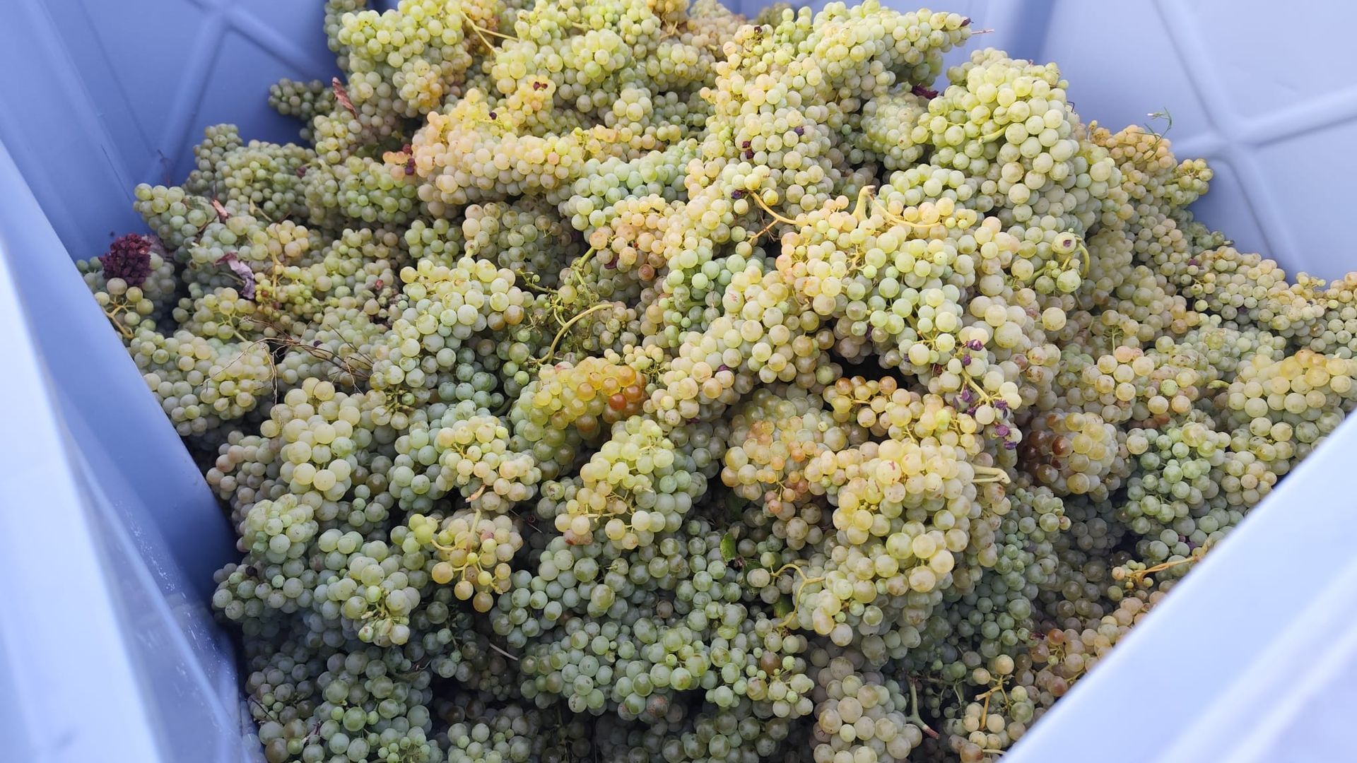 Un remolque repleto de uva blanca durante la vendimia de este año en Rioja Alavesa Un remolque repleto de uva blanca durante la vendimia de este año en Rioja Alavesa
