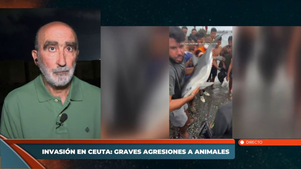 El presidente de una asociación medioambiental denuncia la grave agresión de un grupo de migrantes a un delfín: "Lo cogieron vivo"