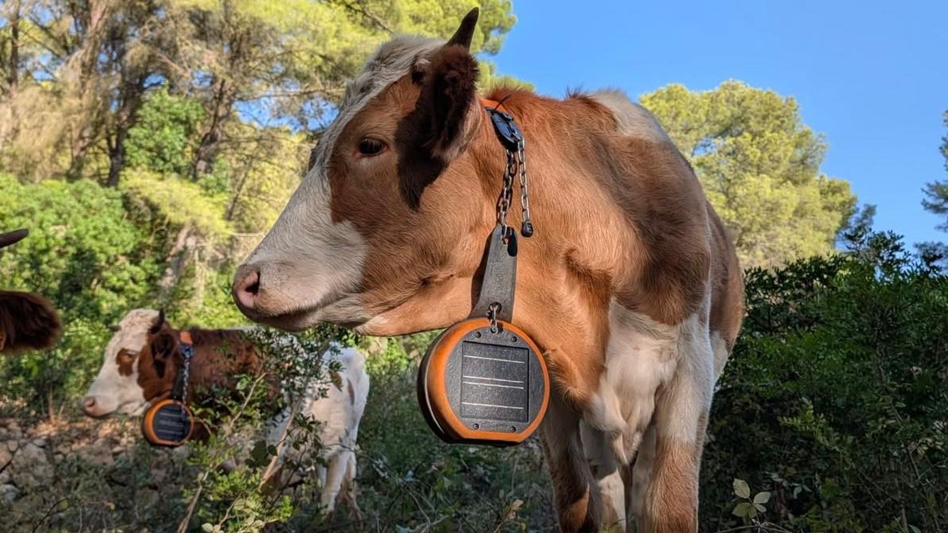 Las vacas incorporan un GPS para localizarlas y controlar su estado de salud Las vacas incorporan un GPS para localizarlas y controlar su estado de salud