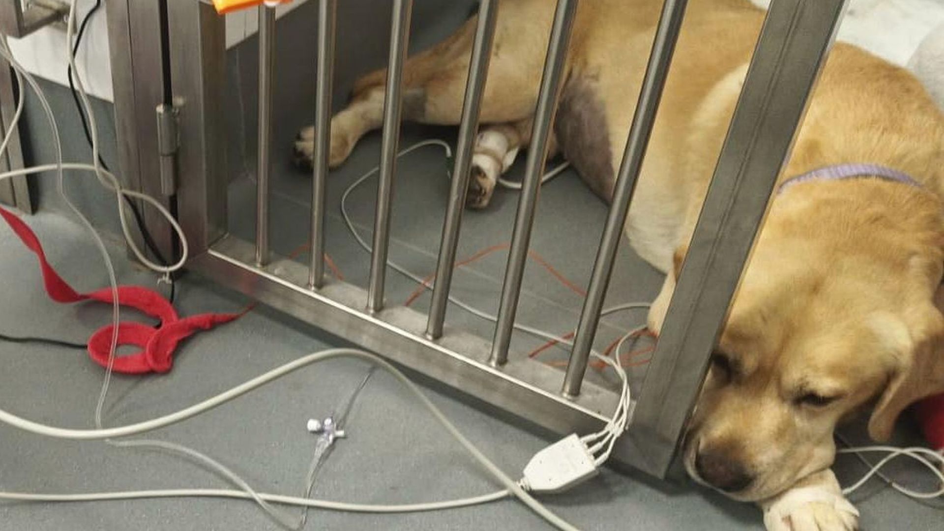 Quino, el labrador que trabajó en el terremoto de Venezuela, sobrevive a un fallo multiorgánico: "Creía que habría que eutanasiarlo y sigue vivo" Quino, el labrador que trabajó en el terremoto de Venezuela, sobrevive a un fallo multiorgánico: "Creía que habría que eutanasiarlo y sigue vivo"