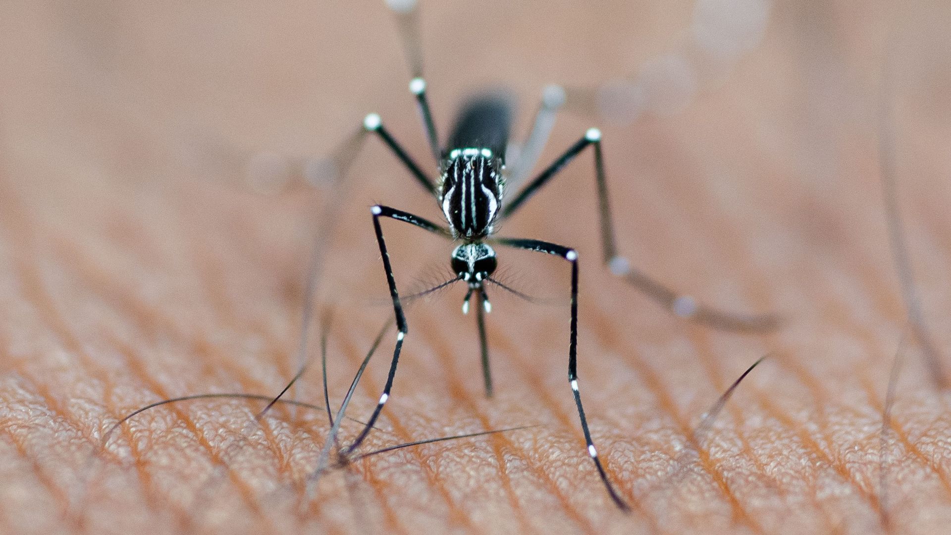 Septiembre es, históricamente, uno de los meses de mayor actividad del mosquito tigre Septiembre es, históricamente, uno de los meses de mayor actividad del mosquito tigre