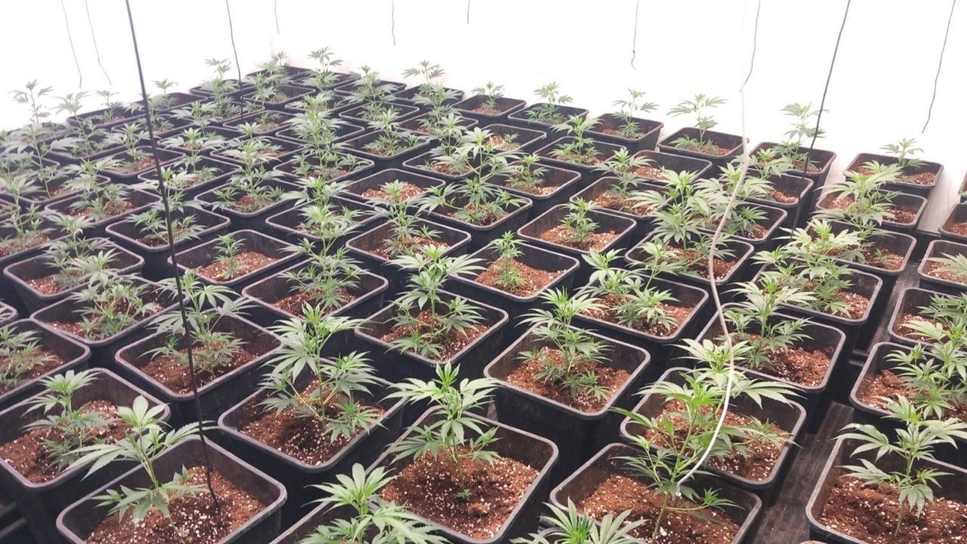 Imagen de la plantación de marihuana Imagen de la plantación de marihuana