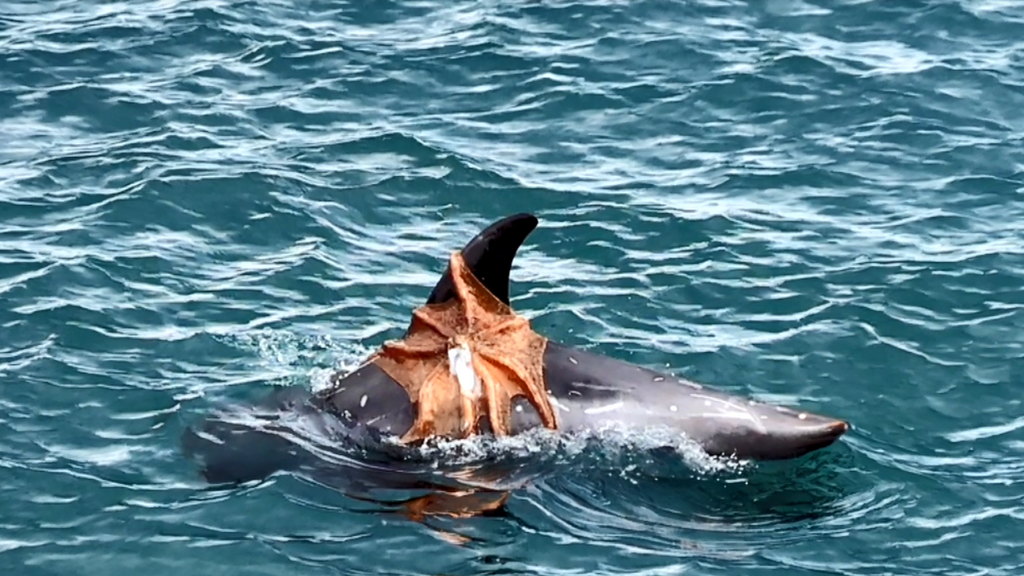 La presencia de pulpo se dispara en Reino Unido mientras desciende en aguas gallegas