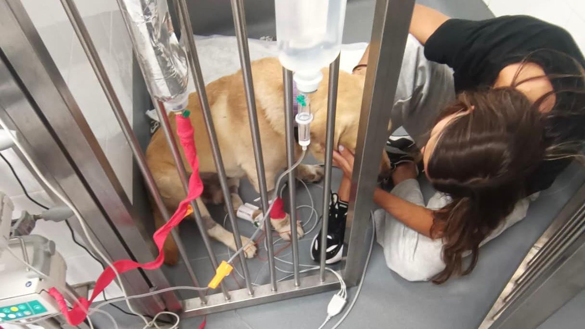 Quino recibe continuos cuidados en la clínica veterinaria