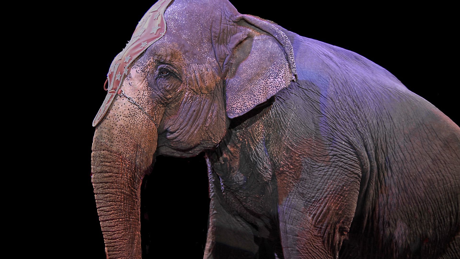 El último estudio de la Fundación BBVA rechaza el uso de animales en actividades recreativas