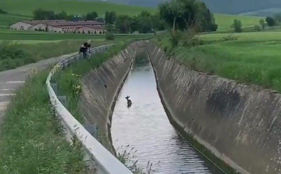 Un corzo atrapado en el canal