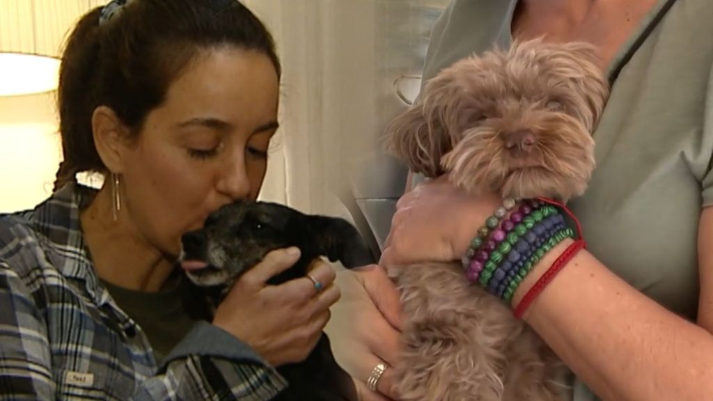 Las mascotas, de hacer compañía a ser tratados como hijos: "A veces hay una humanización excesiva"