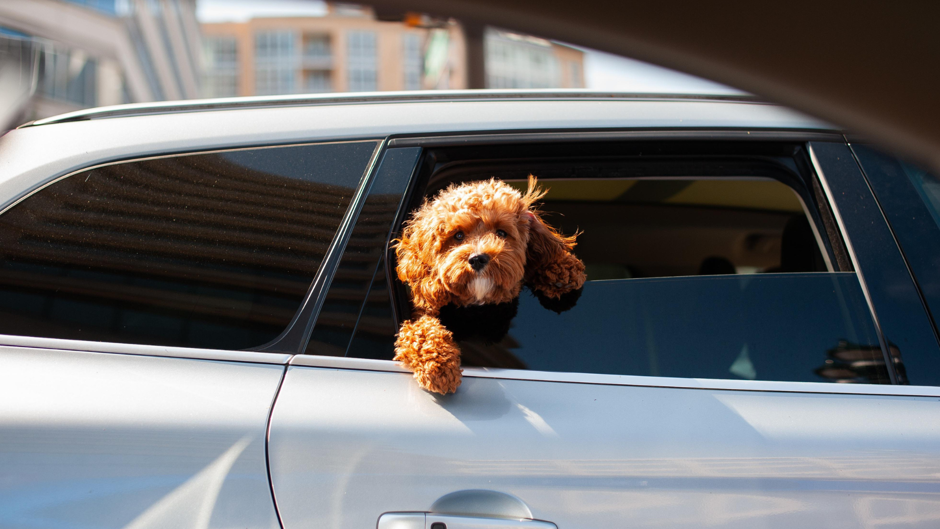 Está prohibido llevar al perro suelto en el coche Está prohibido llevar al perro suelto en el coche
