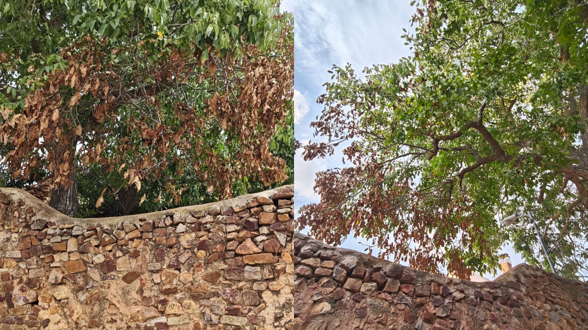 Los efectos del herbicida en el Nogal