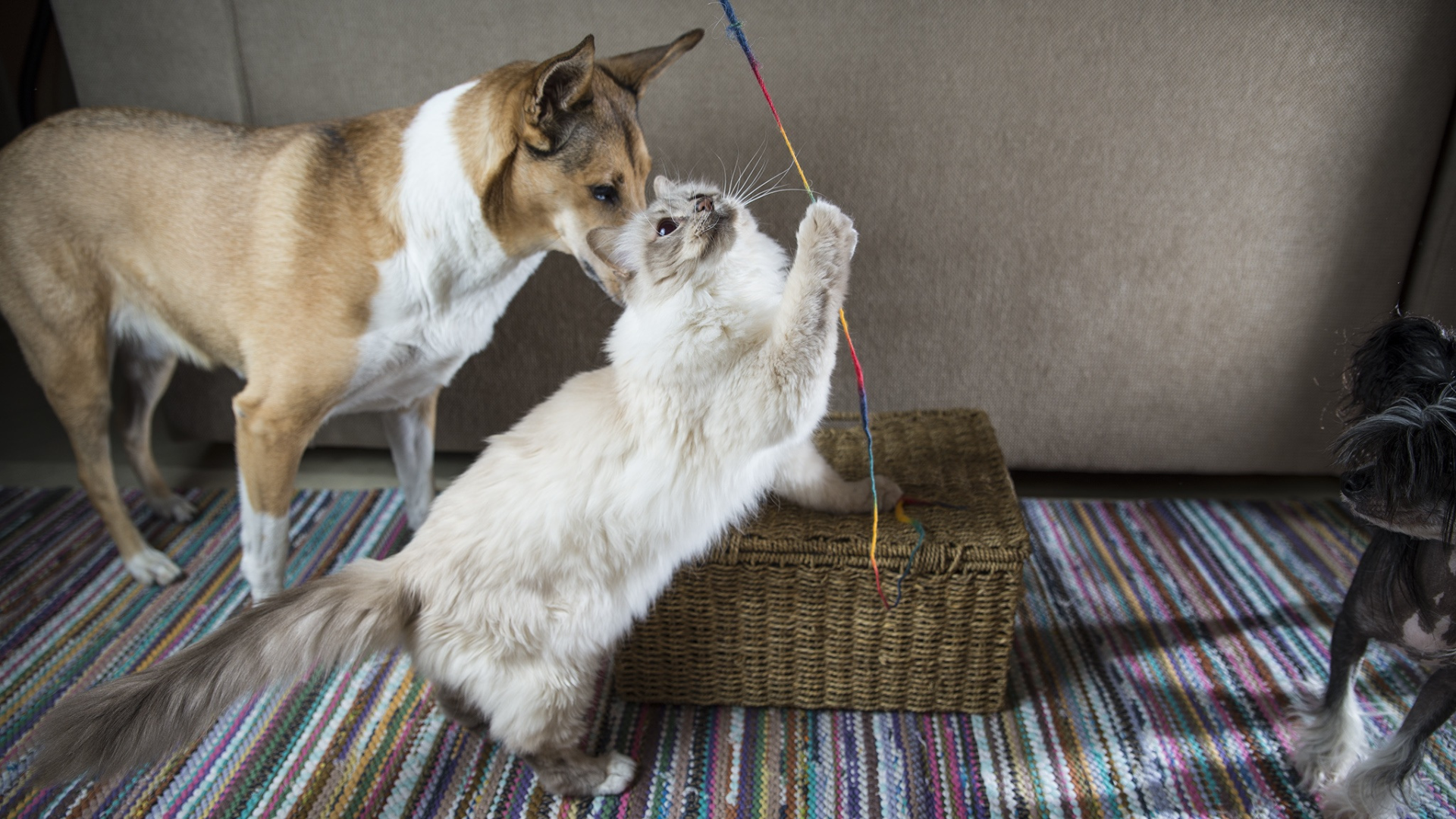 Tener mascota no está prohibido de forma general Tener mascota no está prohibido de forma general