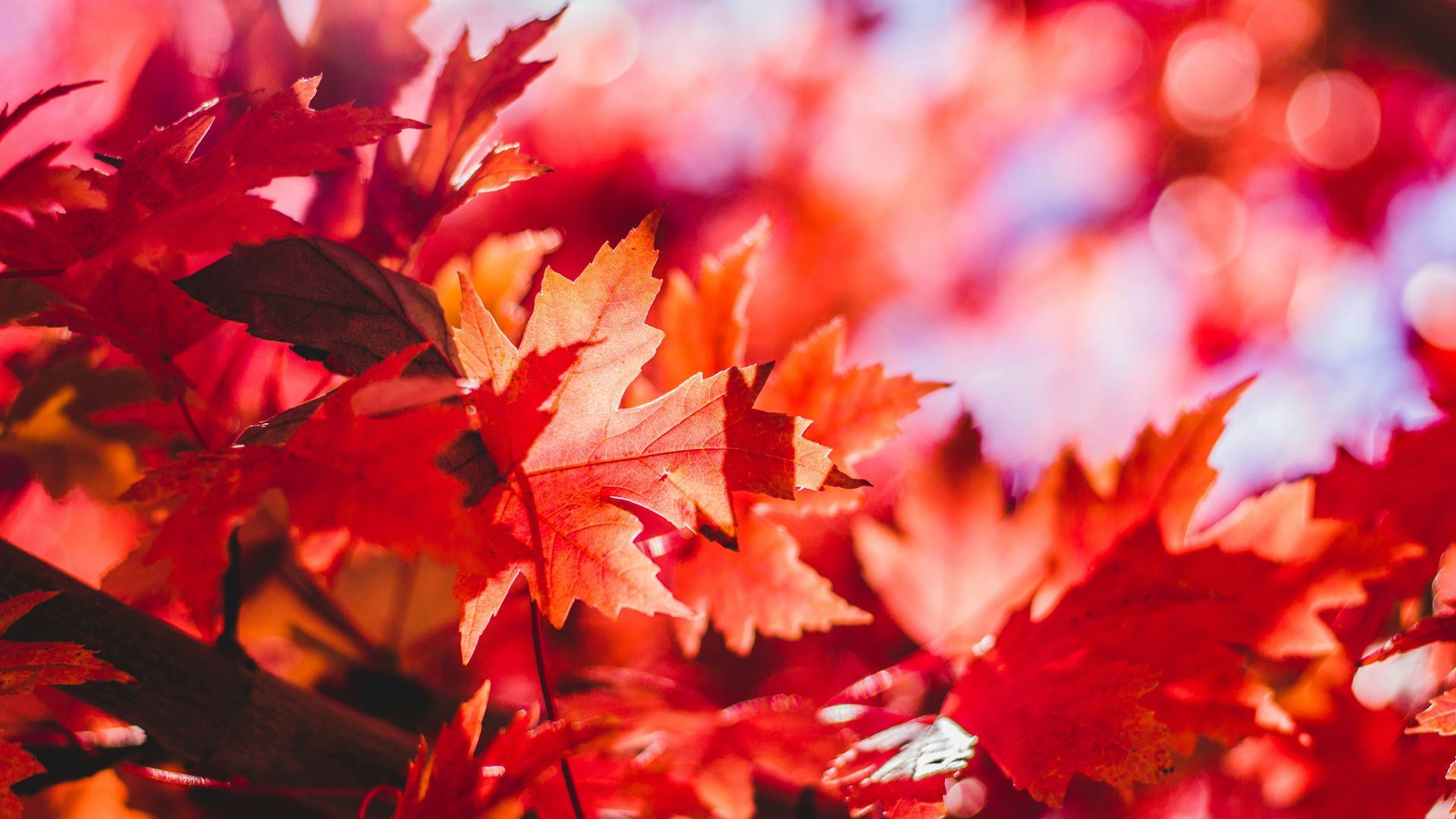 Otoño Otoño