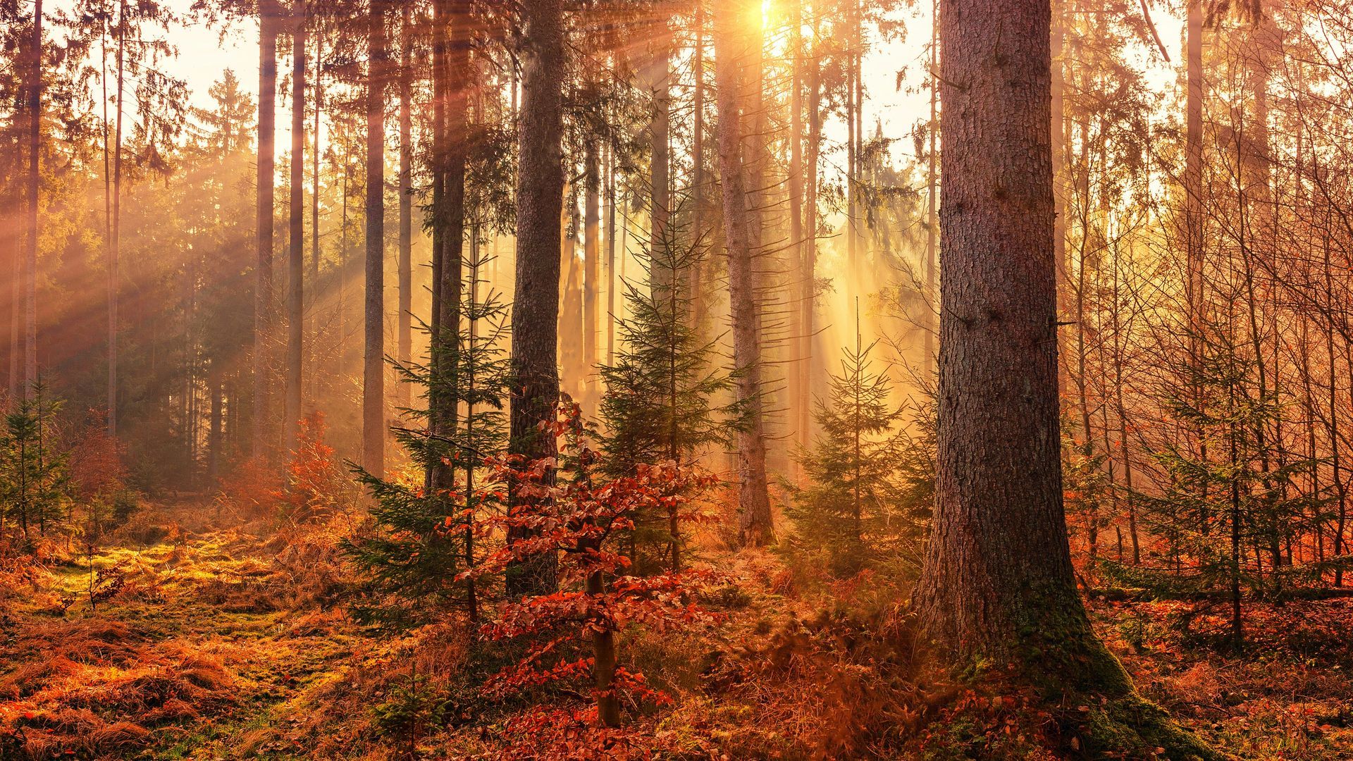 Otoño Otoño