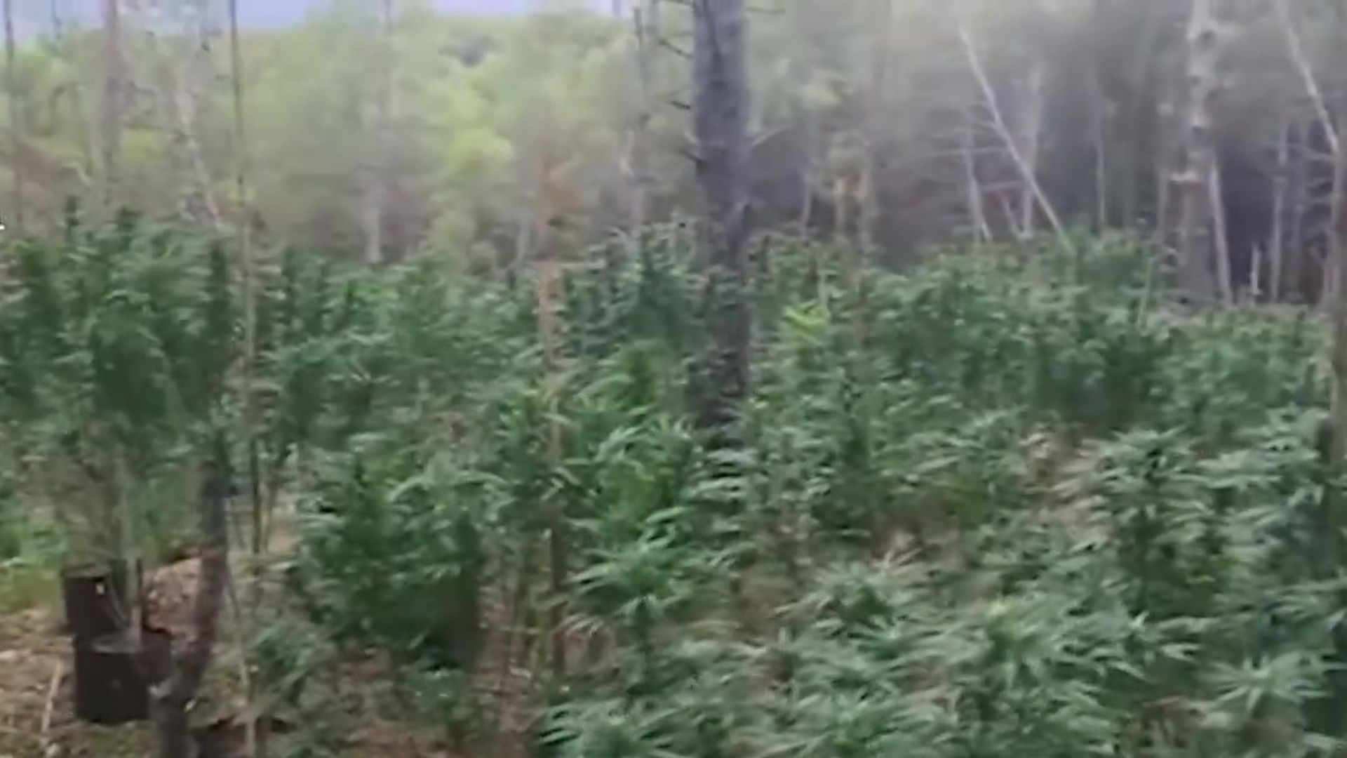Bosque de Marihuana Bosque de Marihuana