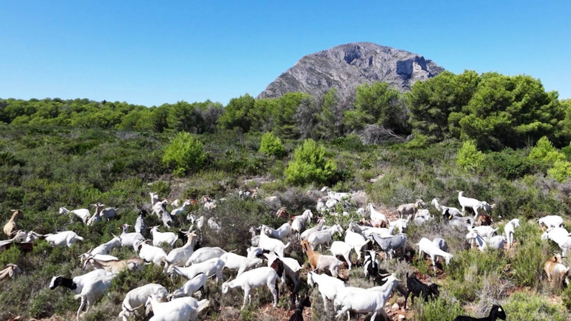 Cabras pastando en el Montgó Cabras pastando en el Montgó