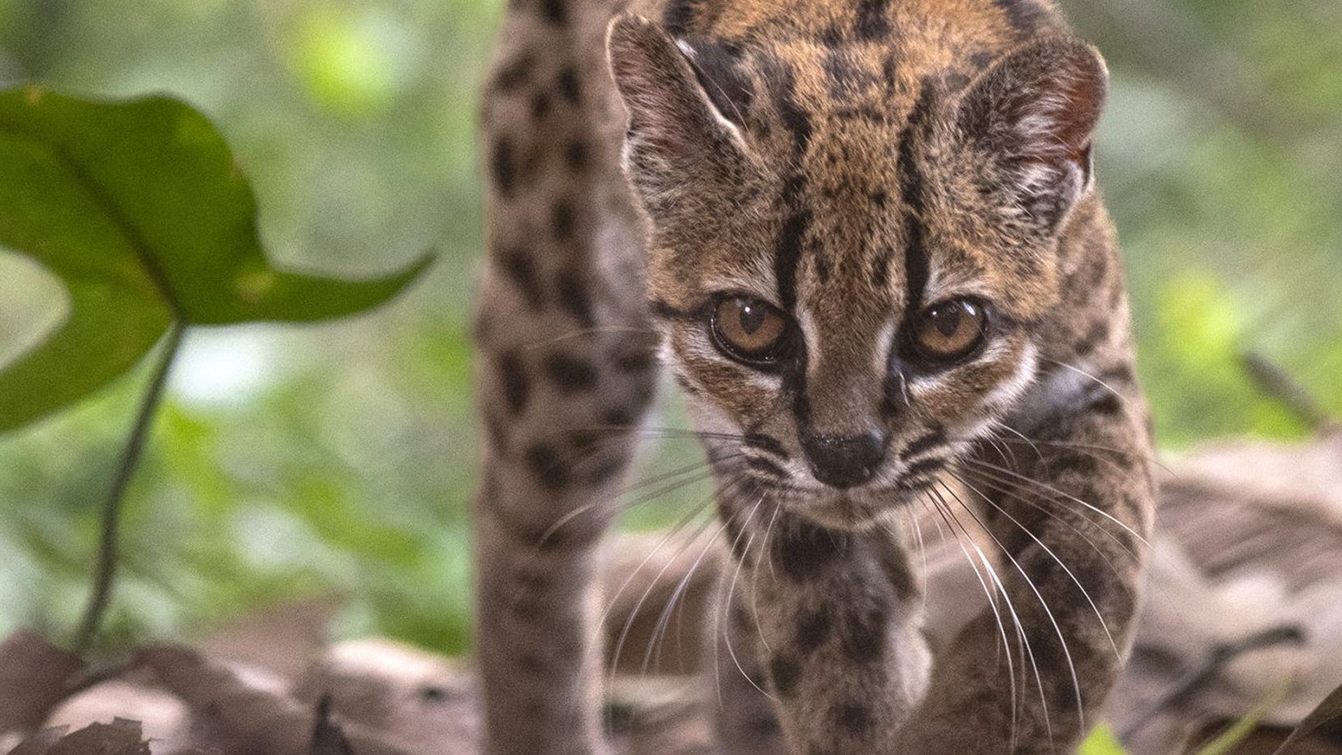 El gato tilcayo es un pequeño felino que mide aproximadamente 46 centímetros El gato tilcayo es un pequeño felino que mide aproximadamente 46 centímetros