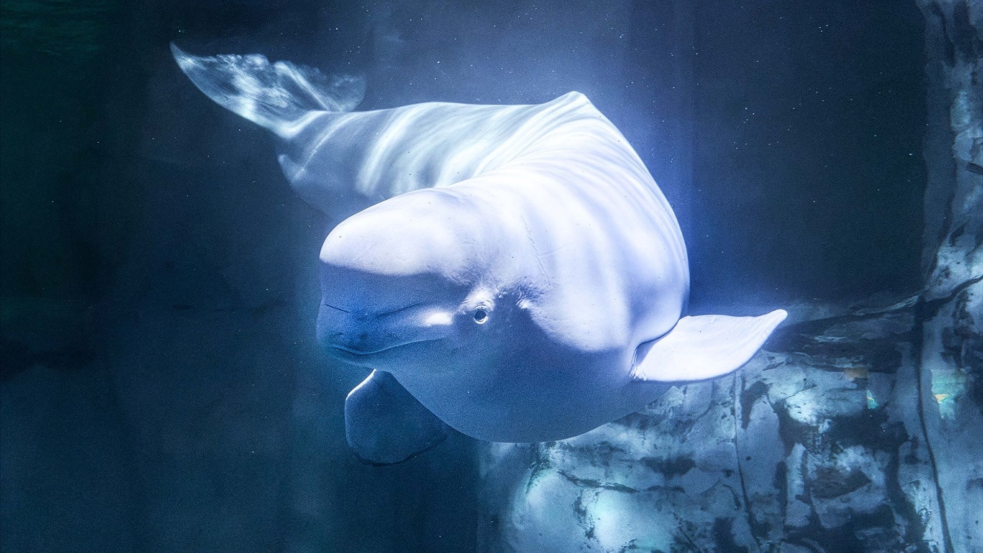 Muere de forma repentina en el Oceanogràfic de Valencia Jelly Bean, una de las belugas rescatadas de Canadá Muere de forma repentina en el Oceanogràfic de Valencia Jelly Bean, una de las belugas rescatadas de Canadá