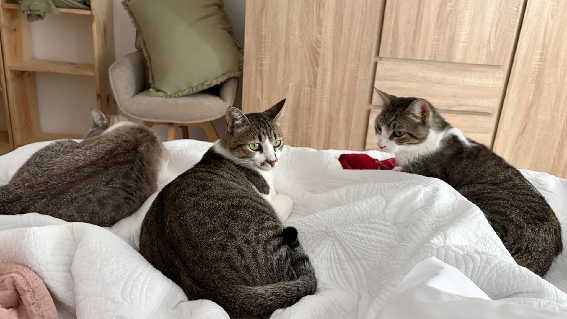 Miko comparte hogar con su hermano Levi y otra gata de la familia