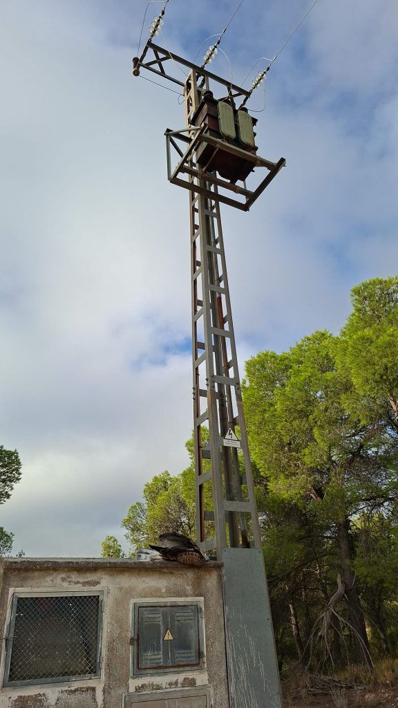 Aguila electrocutada junto a la torre eléctrica