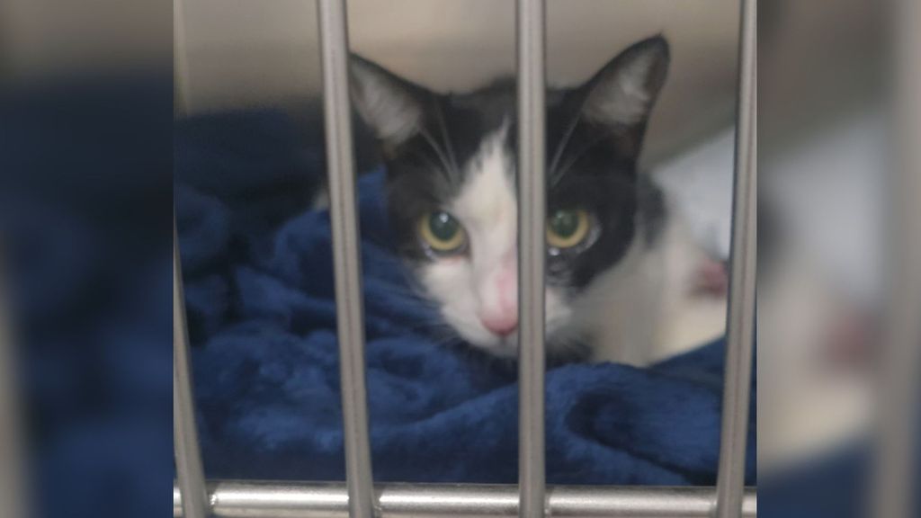 La gata biónica a la que han puesto una prótesis en una pata y le van a poner otra