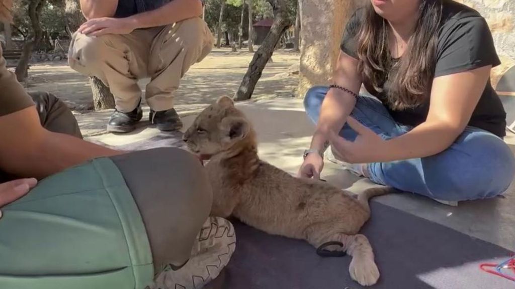 Grapas comienza su rehabilitación en el safari de Alicante